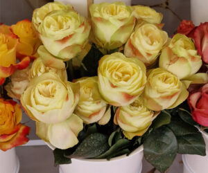 Gelbe Sprayrosen