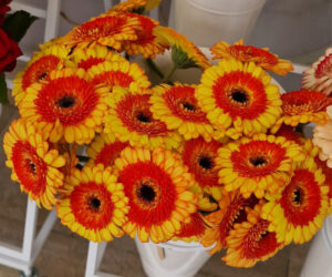 Feuer Gerbera