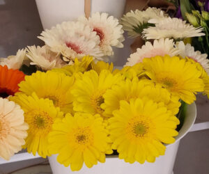 Gerbera Gelb