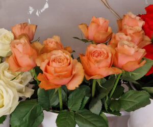 Peach Rosen