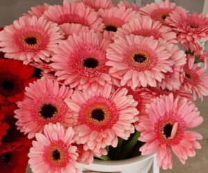 Rosa Gerbera