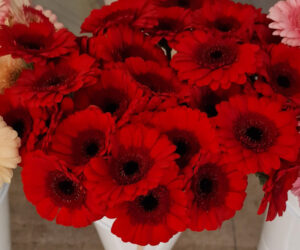 Rote Gerbera