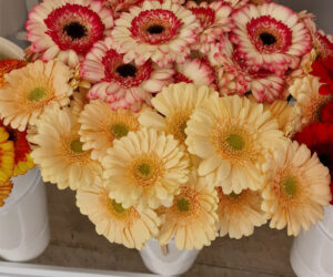 verschiedene Gerbera