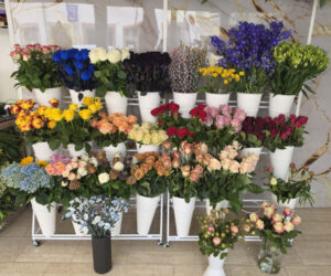 Blaue Rosen, Braune Rosen