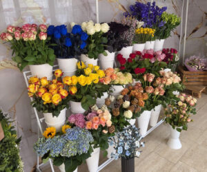Bunte Rosen
